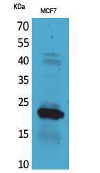 Western blot analysis of MCF7 cells using Anti-IL28A Antibody