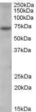 Anti-PADI4 Antibody (A84048) (0.3 µg/ml) staining of Human Spleen lysate (35 µg protein in RIPA buffer). Primary incubation was 1 hour. Detected by chemiluminescence