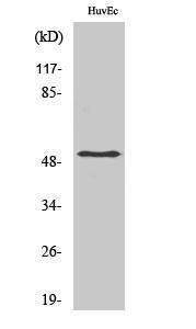 Anti-Smad3 Rabbit Polyclonal Antibody