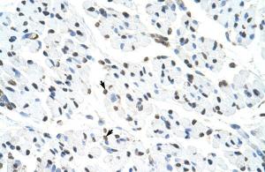 Anti-MATR3 Rabbit Polyclonal Antibody