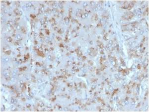 Immunohistochemical analysis of formalin-fixed, paraffin-embedded human adrenal gland tissue using Anti-IL-15 Antibody [IL15/4354]