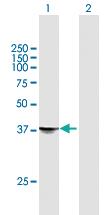 Anti-STX18 Mouse Polyclonal Antibody