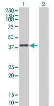 Anti-LOC155060 Mouse Polyclonal Antibody