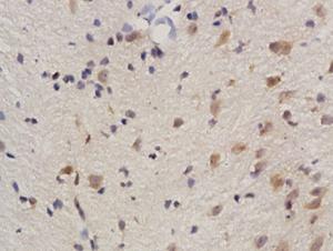 Anti-REC8 Rabbit Polyclonal Antibody