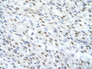 Anti-MATR3 Rabbit Polyclonal Antibody