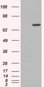 HEK293 overexpressing PADI4 (RC206501) and probed with Anti-PADI4 Antibody (A84048) (mock transfection in first lane), tested by Origene