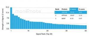 Analysis of protein array containing more than 19,000 full-length human proteins using Anti-ZNF639 Antibody [PCRP-ZNF639-2B2