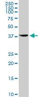 Anti-STX18 Rabbit Polyclonal Antibody