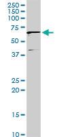 Anti-IFIT3 Rabbit Polyclonal Antibody