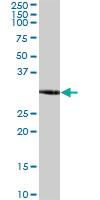 Anti-LOC155060 Mouse Polyclonal Antibody