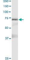 Anti-NAP1L3 Polyclonal Antibody Pair