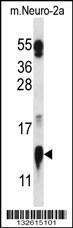 Anti-COX5A Rabbit Polyclonal Antibody (AP (Alkaline Phosphatase))