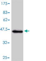 Anti-NGB Mouse Monoclonal Antibody [clone: 2B5-A7]