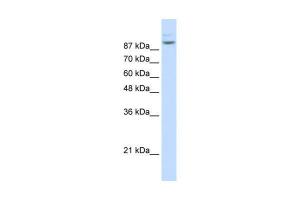 Anti-MATR3 Rabbit Polyclonal Antibody