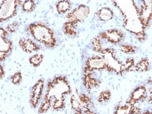 Immunohistochemical analysis of formalin-fixed, paraffin-embedded human prostate using Anti-Prostein Antibody [ZR9]