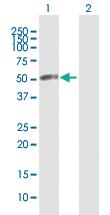 Anti-VPS4A Mouse Polyclonal Antibody