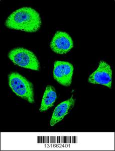 Anti-PCDHGA8 Rabbit Polyclonal Antibody (AP (Alkaline Phosphatase))