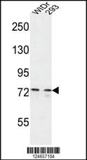 Anti-CEP63 Rabbit Polyclonal Antibody