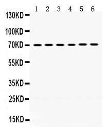 Anti-PDPK1 Rabbit Polyclonal Antibody