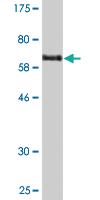 Anti-PDIA6 Mouse Monoclonal Antibody [clone: 3B4]