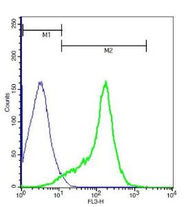 Anti-Thy1 Rabbit Polyclonal Antibody