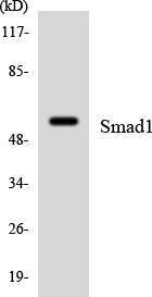 Western blot analysis of the lysates from K562 cells using Anti-Smad1 Antibody