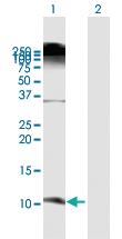 Anti-DEFB103B Mouse Polyclonal Antibody