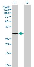 Anti-OLIG1 Mouse Polyclonal Antibody