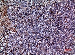 Immunohistochemical analysis of paraffin-embedded human tonsil using Anti-IL28A Antibody