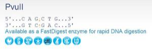 FERMER0635 - ENZYME PVUII 5000 UNITS