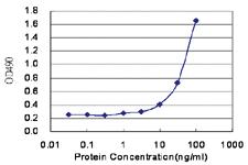 Anti-CEP55 Polyclonal Antibody Pair