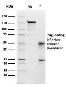 Antibody anti-FAS FAS3112 100 µg