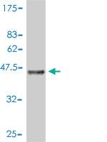 Anti-NUMB Mouse Polyclonal Antibody