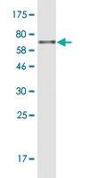 Anti-PDIA6 Mouse Monoclonal Antibody [clone: 3B4]