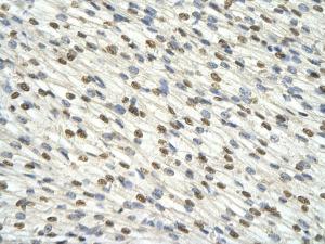 Anti-DAZAP1 Rabbit Polyclonal Antibody