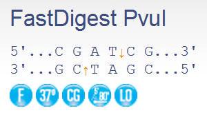 FERMFD0624 - ENZYME FD PVUI 20µL (20RXN)