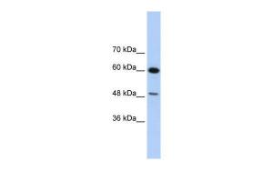 Anti-DAZAP1 Rabbit Polyclonal Antibody