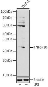 Western blot analysis of extracts of THP-1 cells, using Anti-TRAIL Antibody (A11513) at 1:1,000 dilution