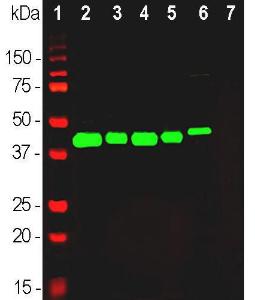 Western blot analysis of different tissue and cel