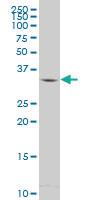 Anti-MBD3 Mouse Polyclonal Antibody