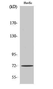 Western blot analysis of various cells using Anti-SHP-2 Antibody