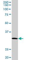 Anti-MBD3 Mouse Polyclonal Antibody