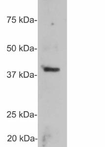 Western blot of homogenate of cow cerebellum stained with Anti-GAP43 Antibody. A prominent band running at ~43 kDa represents the full length GAP43.