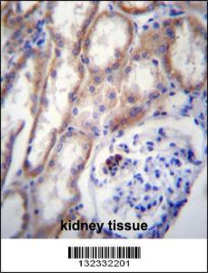 Anti-ZP4 Rabbit Polyclonal Antibody (Biotin)