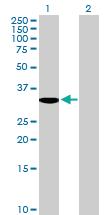 Anti-MBD3 Mouse Polyclonal Antibody