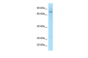 Anti-DEF6 Rabbit Polyclonal Antibody