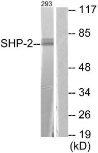 Antibody anti-SHP-2 A95784-100 100 µg