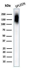 Western blot analysis of human spleen tissue lysate using Anti-CD45RB Antibody [PTPRC/1132]