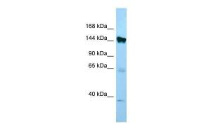 Anti-EMILIN1 Rabbit Polyclonal Antibody