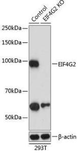 Anti-P97/DAP5 Rabbit Polyclonal Antibody